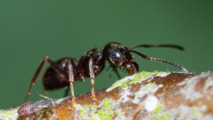 Close-up of a black ant, known as Tricky Vicky, walking on a mossy branch with a small, grey aphid nearby against a green blurred background. | Andrew T. Austin | Metaphors of Movement